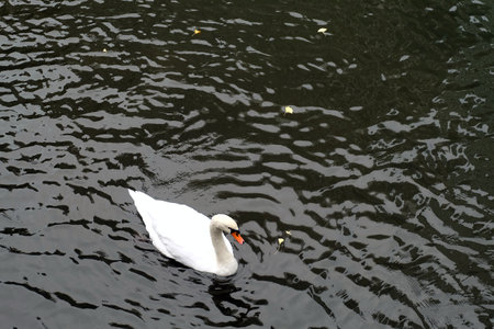 American pekin duck in the dark riverの写真素材