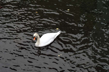 American pekin duck in the dark riverの写真素材