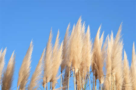 grass flower in tne nice sky ,grass flower in the park backgroundの写真素材