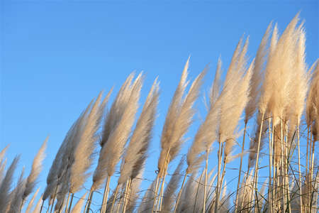 grass flower in tne nice sky ,grass flower in the park backgroundの写真素材