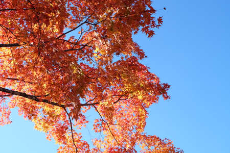 beautiful Maple leaf in autumn season Karuizawa Nagano Japanの写真素材