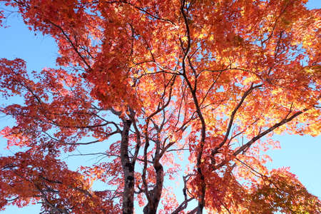 beautiful Maple leaf in autumn season Karuizawa Nagano Japanの写真素材