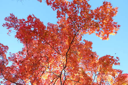 beautiful Maple leaf in autumn season Karuizawa Nagano Japanの写真素材