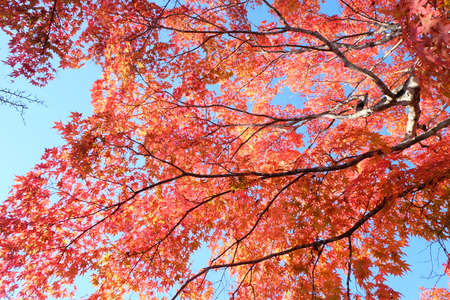 beautiful Maple leaf in autumn season Karuizawa Nagano Japanの写真素材