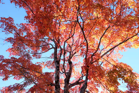 beautiful Maple leaf in autumn season Karuizawa Nagano Japanの写真素材