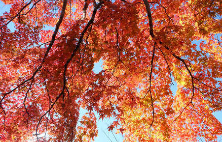 beautiful Maple leaf in autumn season Karuizawa Nagano Japanの写真素材