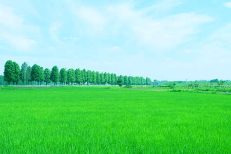 field rice in Tsukaba Ibaraki Japanの写真素材