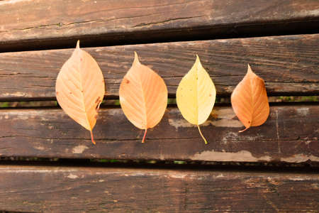 red leaf in the park on autumn seasonの写真素材