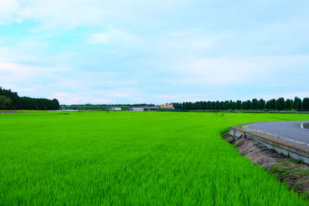 field rice in Tsukaba Ibaraki Japanの写真素材