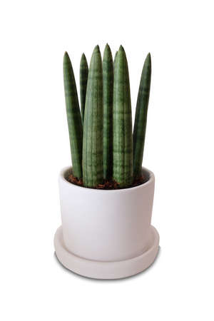 plant pot (Lint-Mung-Korn) or Snake plant isolated backgroundの写真素材