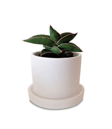 plant pot (Lint-Mung-Korn) or Snake plant isolated backgroundの写真素材