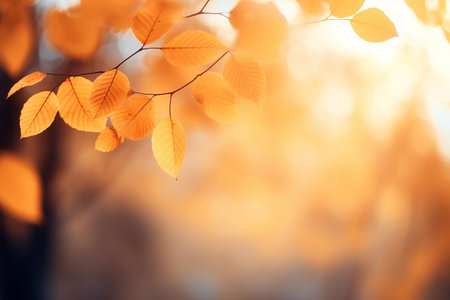 Autumn background with yellow leaves on bokeh defocused lightsの素材