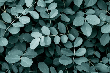 Close up of Eucalyptus leaves, green background.の素材
