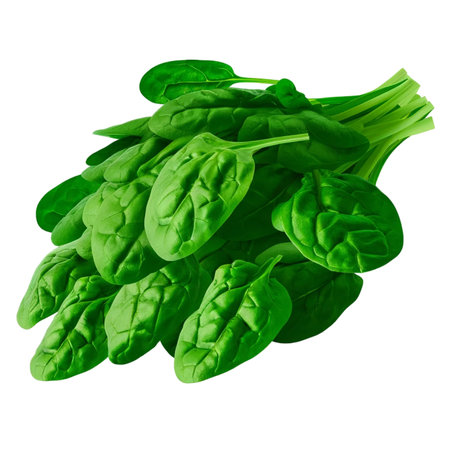 Spinach bunch isolated on white background. Top view. Flat lay.の素材