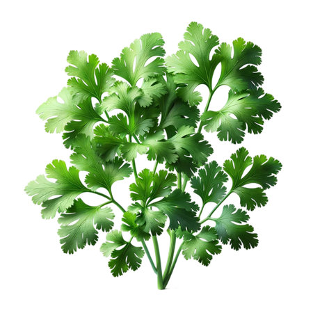 Parsley isolated on white background. Realistic vector illustration.の素材