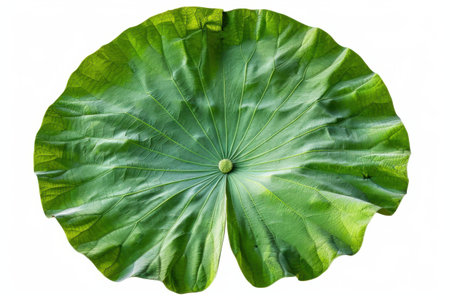 Lotus leaf isolated on white background with clipping path, Thailand.の素材