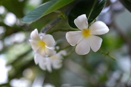 backgroundBeautiful white flowersの写真素材