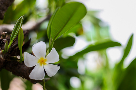 backgroundBeautiful white flowersの写真素材