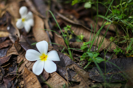 backgroundBeautiful white flowersの写真素材