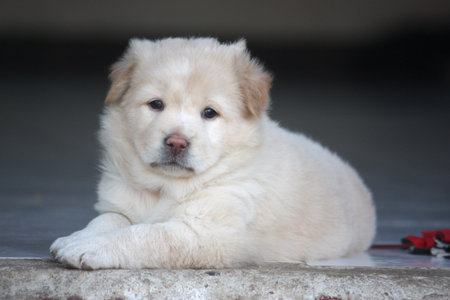 pet