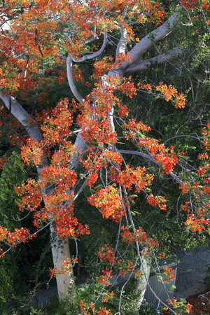 The Flame Tree. the tree of auspicious.の写真素材