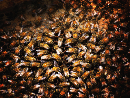 Apis mellifera bee speciesの写真素材