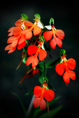 The rainy season, which is the only season we often find Habenaria rhodocheila bloom along the rocks near the waterfall with a colorful charm of the colorful yellow, orange, red, pink, soft colors until almost white. It is the orchid's seductive charm audの写真素材