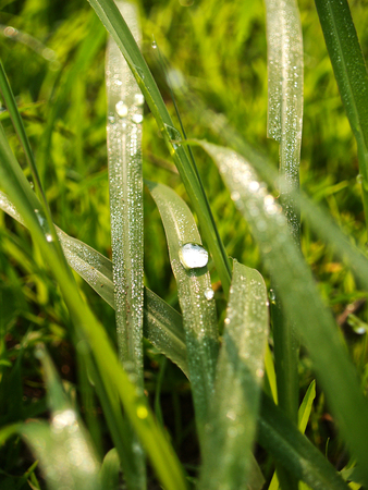 Frosts occur by natural wonders, another who found passion, admiration, because it occurs, whether it's summer or winter or spring rain. To the Sun in the morning, will shine even more interesting to watch beautiful glitter students.の写真素材