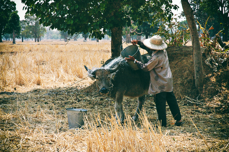 The binding relationship Between man and pet animals such as buffalo symbol of Thailand from their ancestors. The benefits that farmed long. It is like a family to take care of each other forever.の写真素材