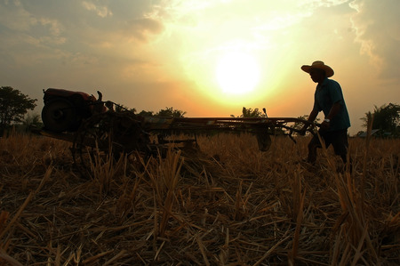 To plow the rice or COB stump crops after harvest in order to cause soil degradation processes, which becomes a source of organic matter and plant nutrients.の写真素材