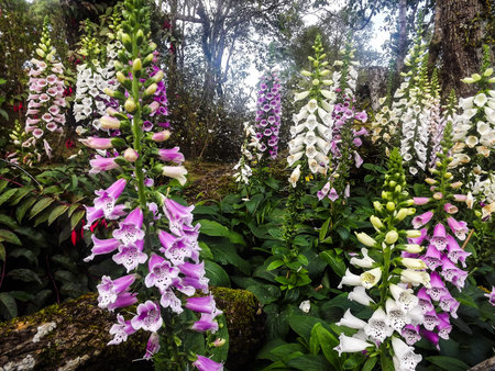 orchid