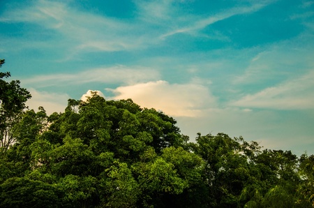Beautiful blue sky and bright green trees.の写真素材