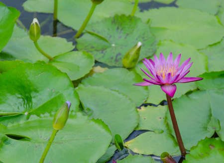 the beautiful colors in the lotus pond with lotus leaves の写真素材