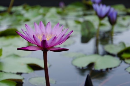 the beautiful colors in the lotus pond with lotus leaves.の写真素材