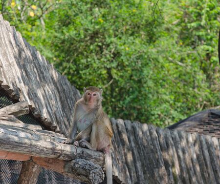 Monkeys on the roof.の写真素材