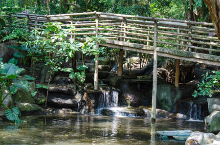 Peaceful forest with wood bridgeの写真素材