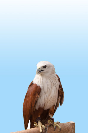 Beautiful Hawk on a perch.
