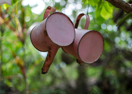 water dipper scoop on Pinto Peanut plant