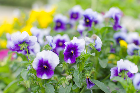 Colorful flowers in pots on the ground.の写真素材