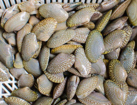Baby clam gathered in a white basket.の写真素材
