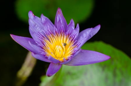 Pink water lily shot at water gardenの写真素材