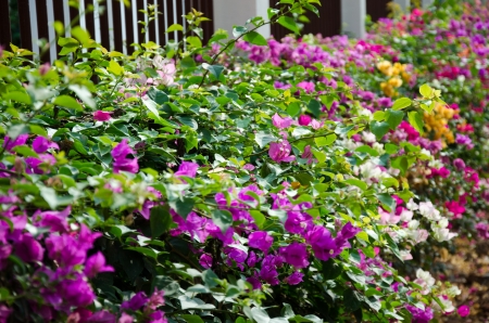 Flowering bougainvillea blossom beautiful in asia thailandの写真素材
