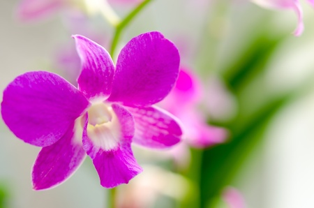 Image of purple orchid flower close-up shoot.の写真素材