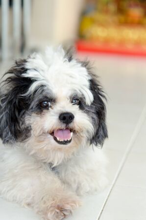 Dog white black eye lying on the floor.の写真素材