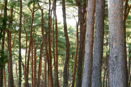 A path in the forest in mid-summerの写真素材