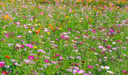 Japanese flower gardens planted in the province of Ibaraki.の写真素材