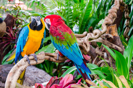 Close up shoot of a parrot beautiful