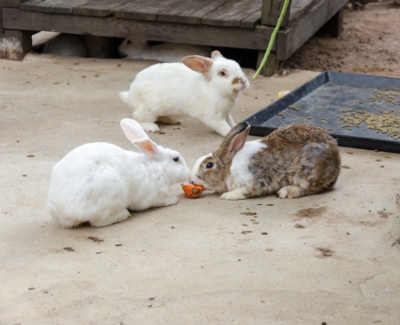The close-up of brown and white rabbitの写真素材