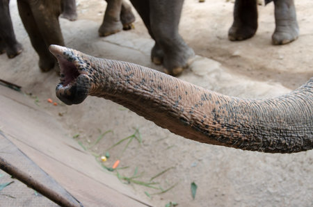 Elephant in zoo Chonburi, Thailand.