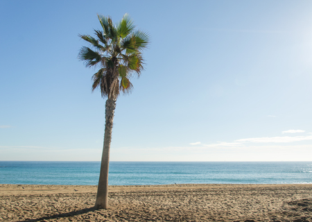 Beach with trees on the beach at Barcelona, ââSpain.の写真素材